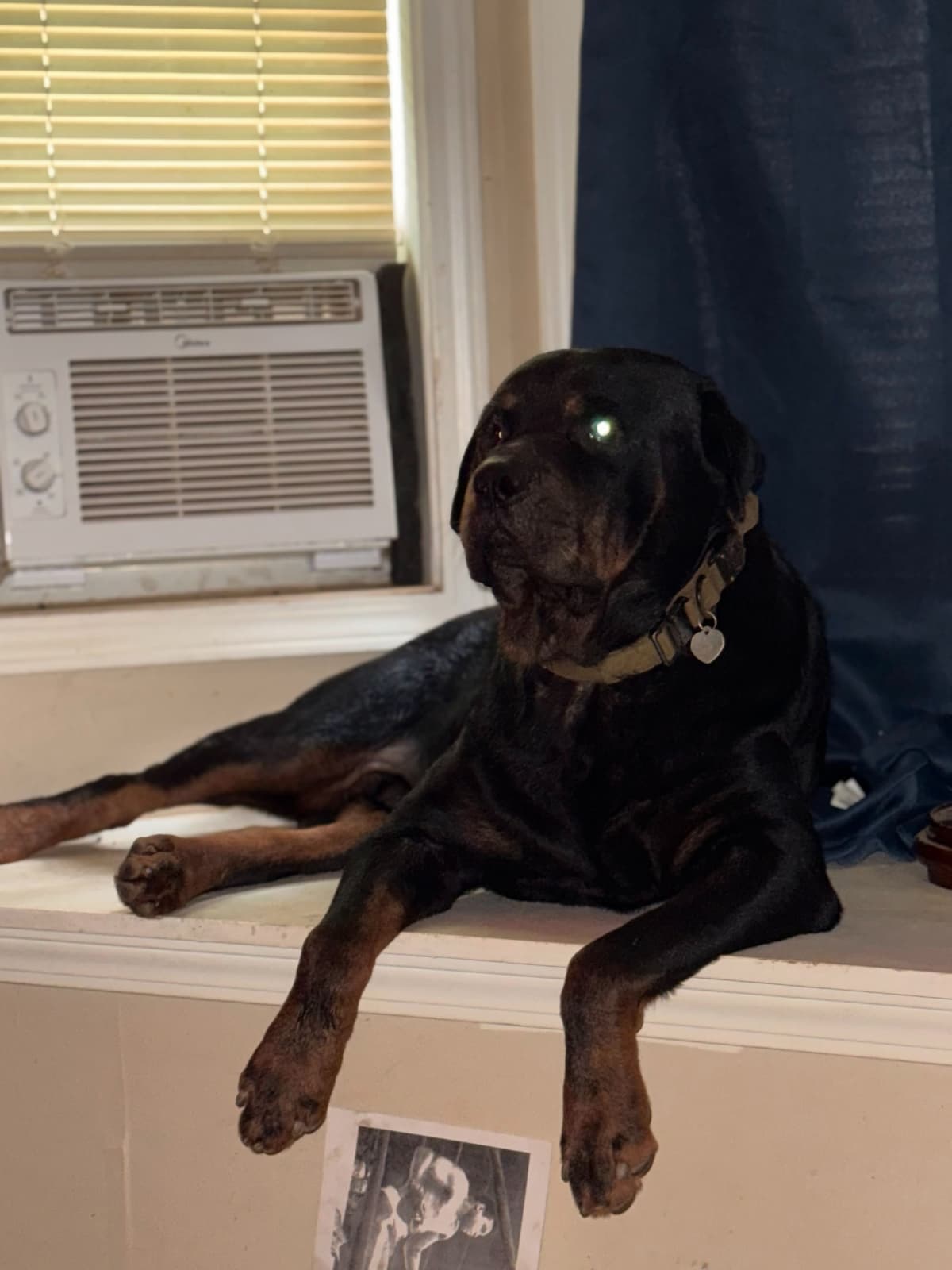 Rottweiler Puppies breeder image 3
