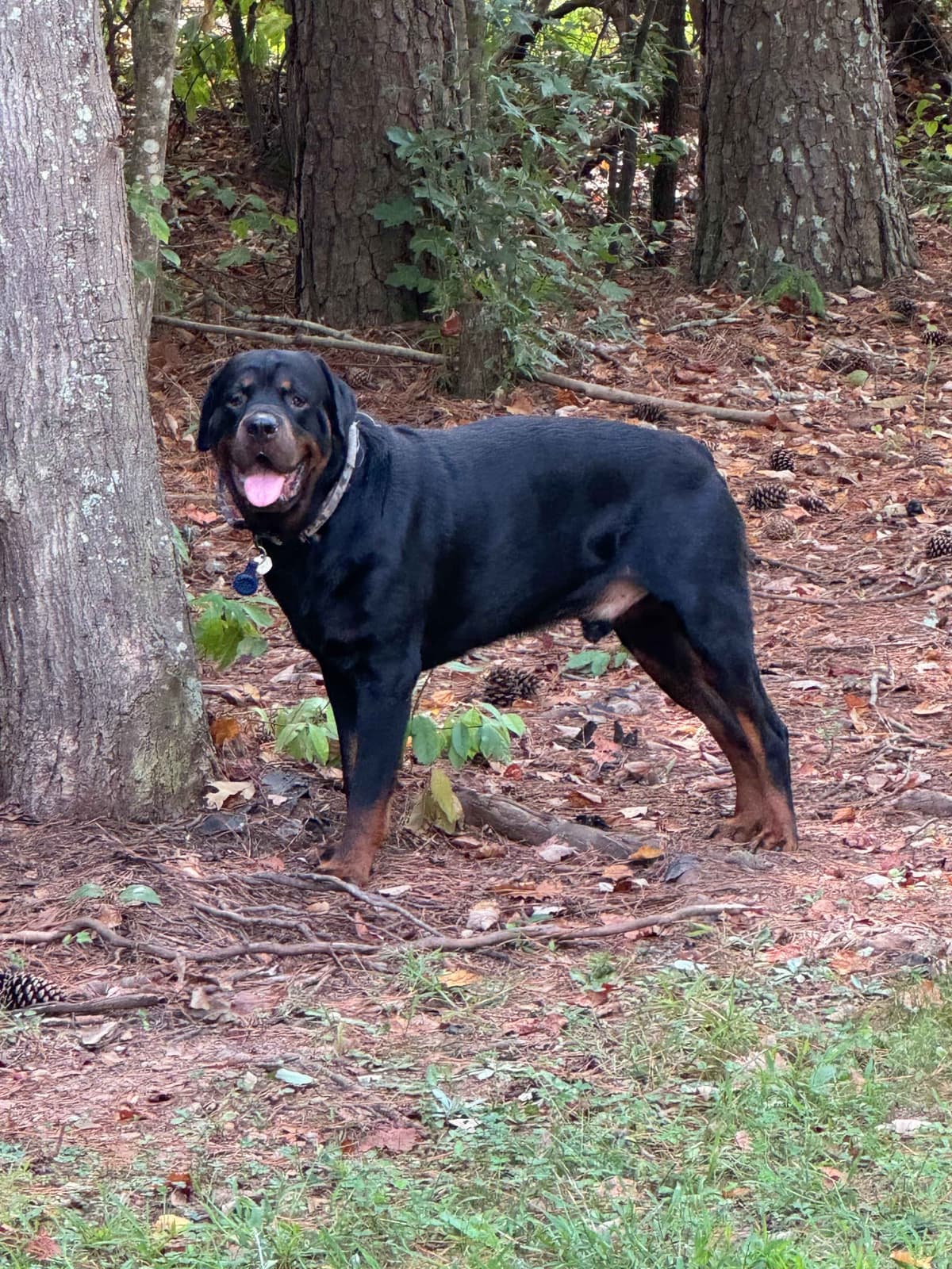 Rottweiler Puppies breeder image 4