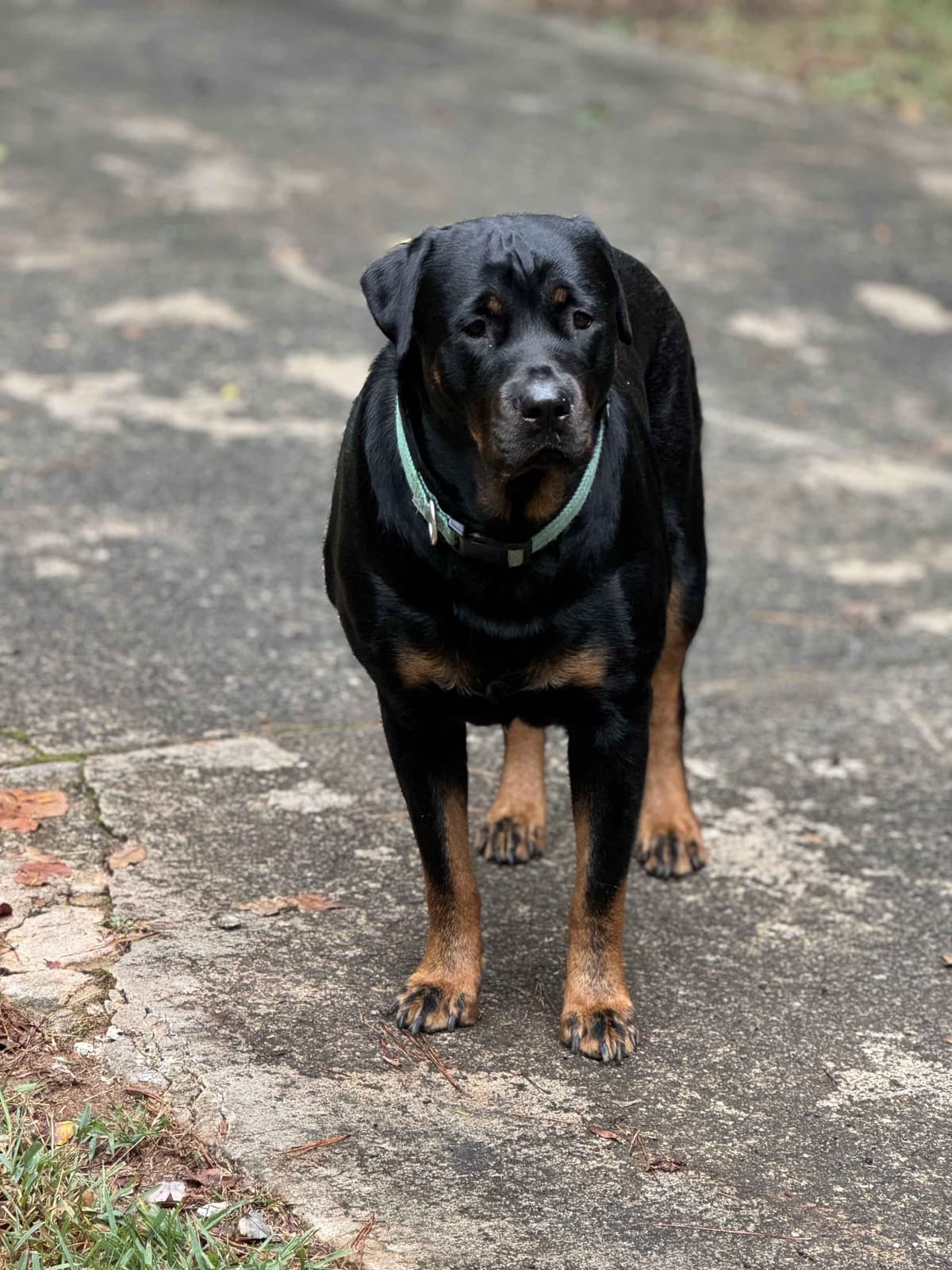 Rottweiler Puppies breeder image 6