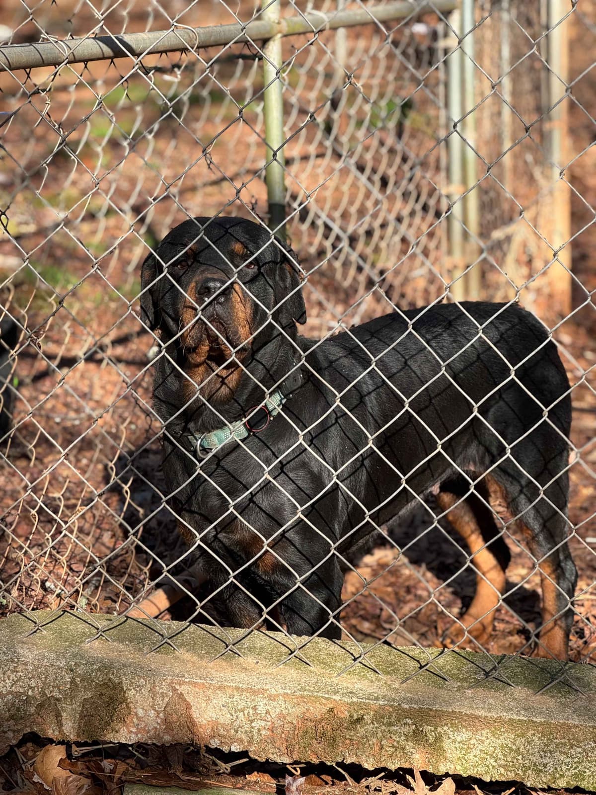 Rottweiler Puppies breeder image 7