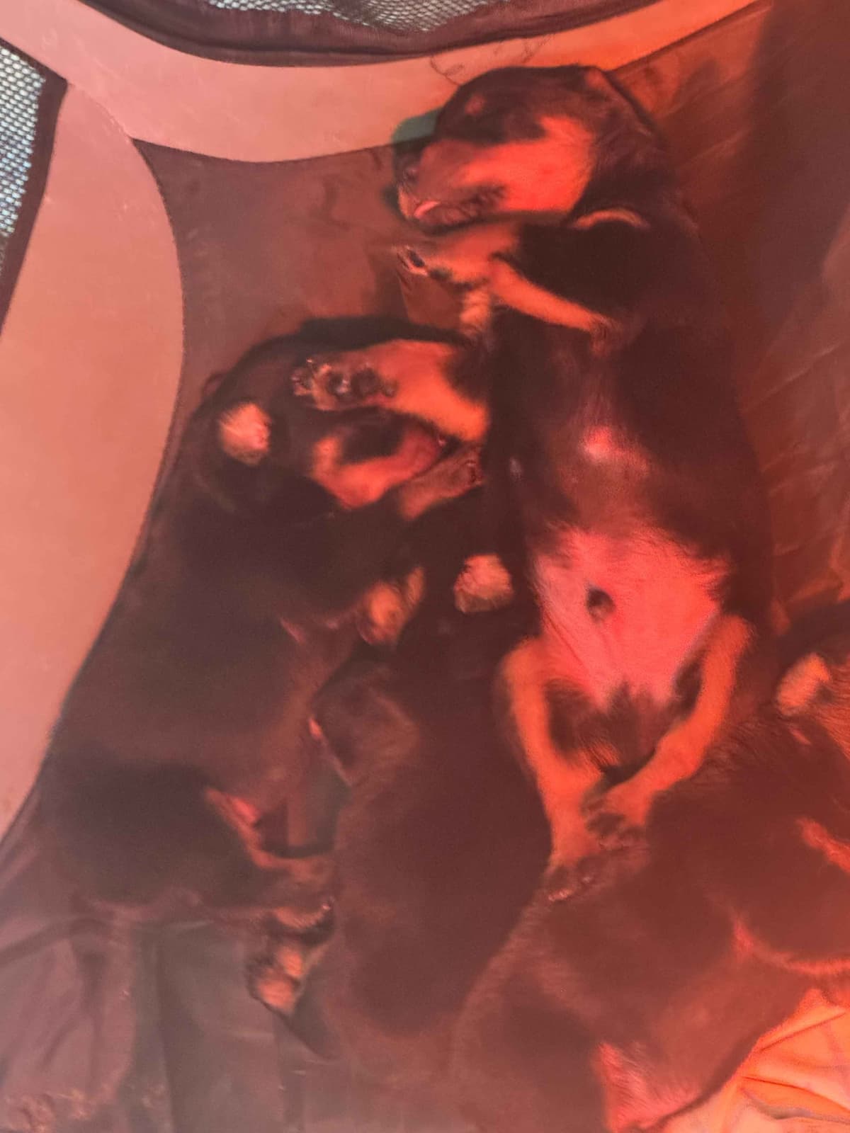 Rottweiler Puppies breeder image 8