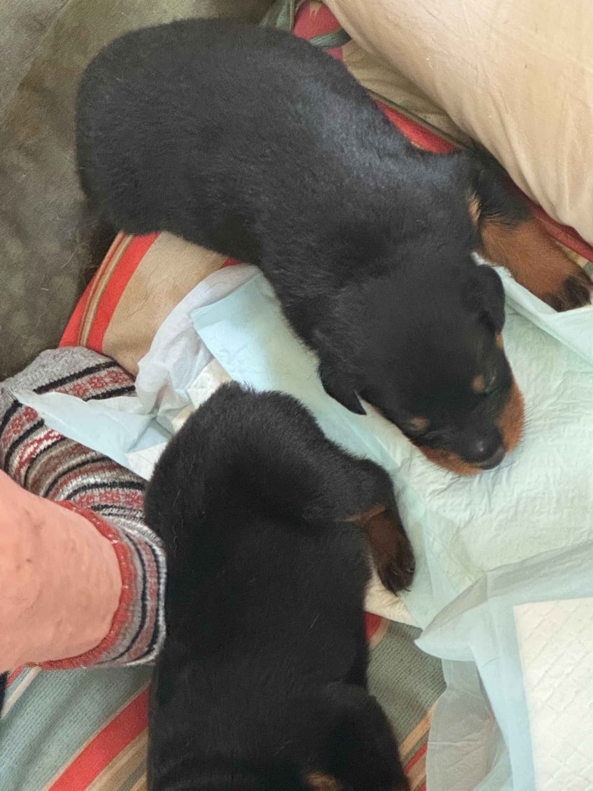Rottweiler Puppies breeder image 9