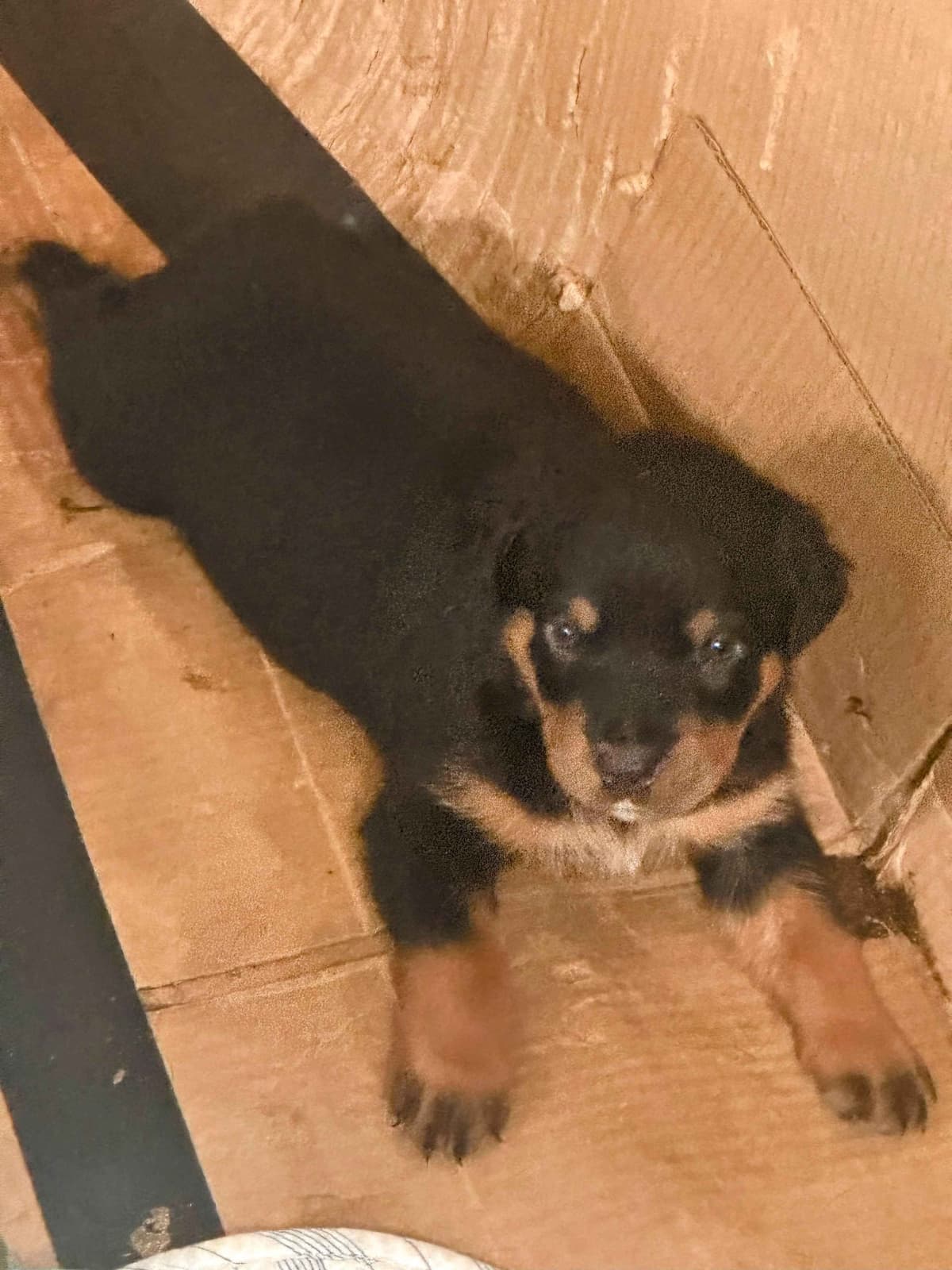 Rottweiler Puppies breeder image 10