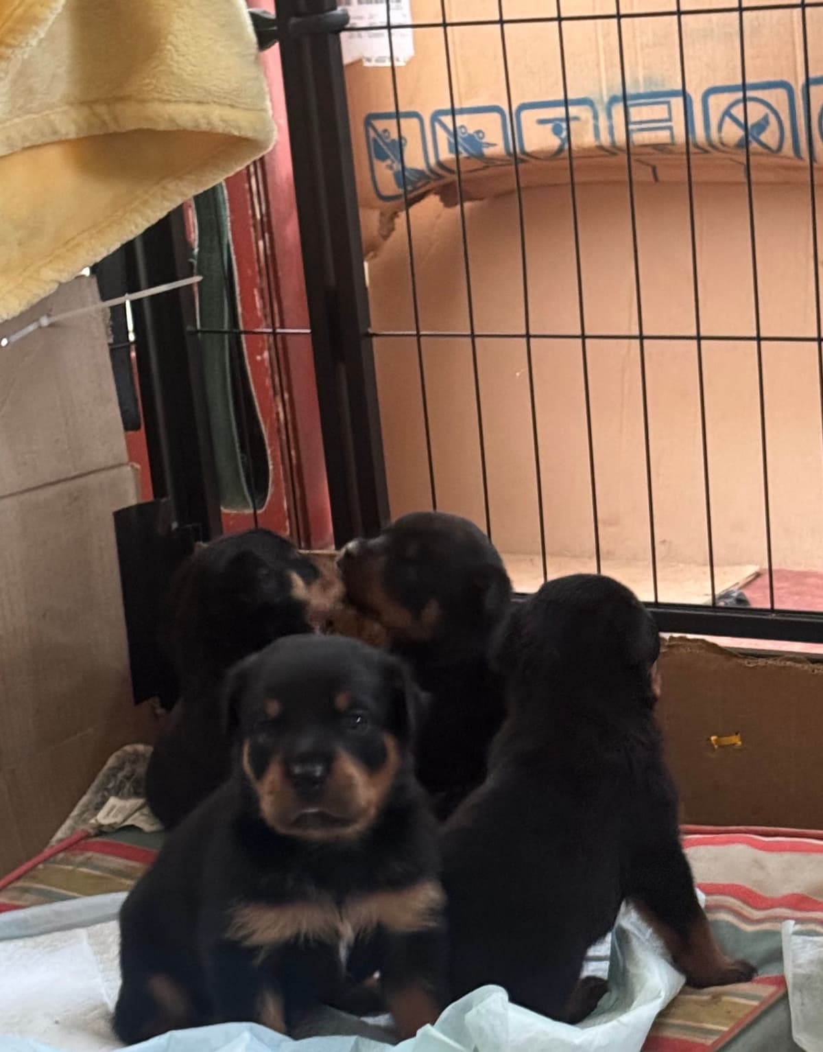 Rottweiler Puppies breeder image 11
