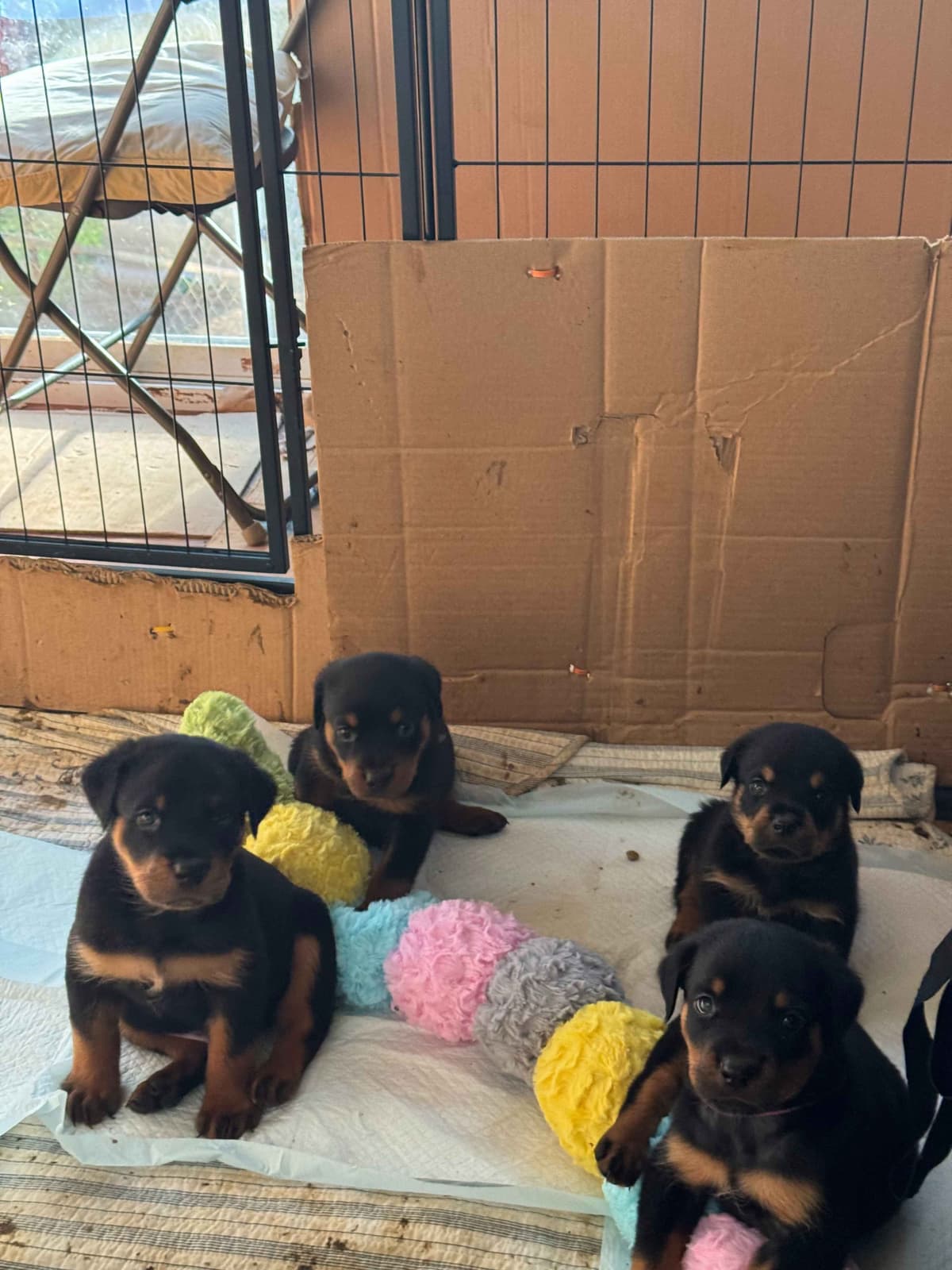 Rottweiler Puppies breeder image 12