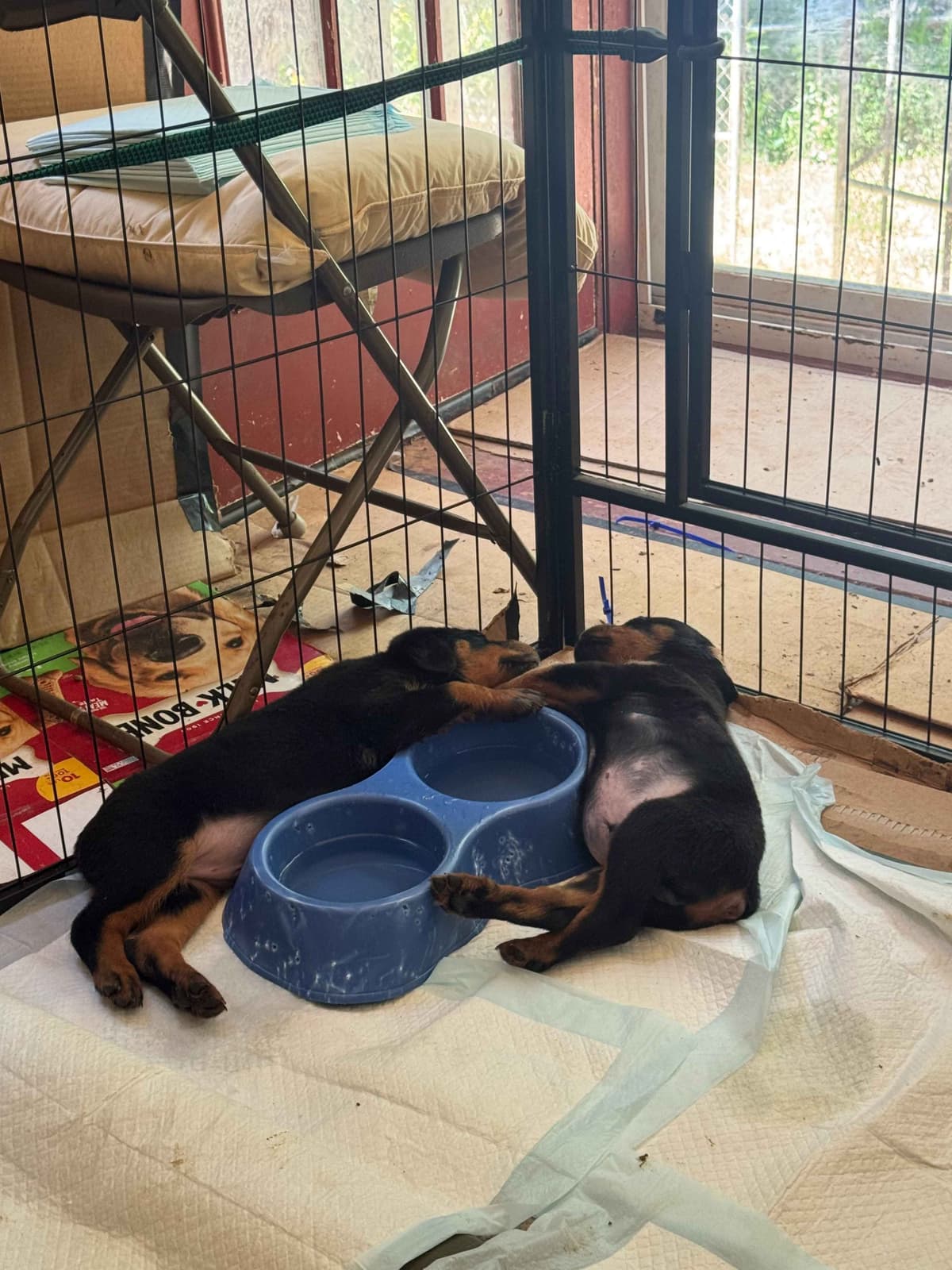 Rottweiler Puppies breeder image 13
