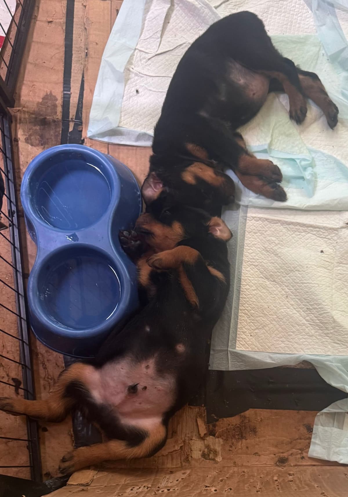 Rottweiler Puppies breeder image 14