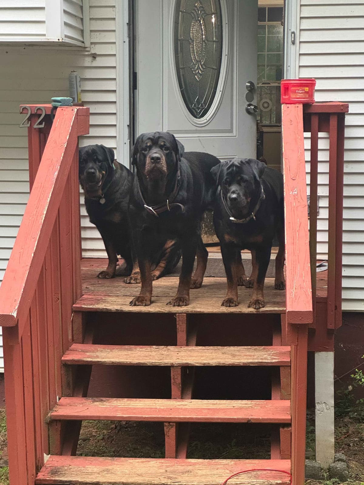 Rottweiler Puppies breeder image 15