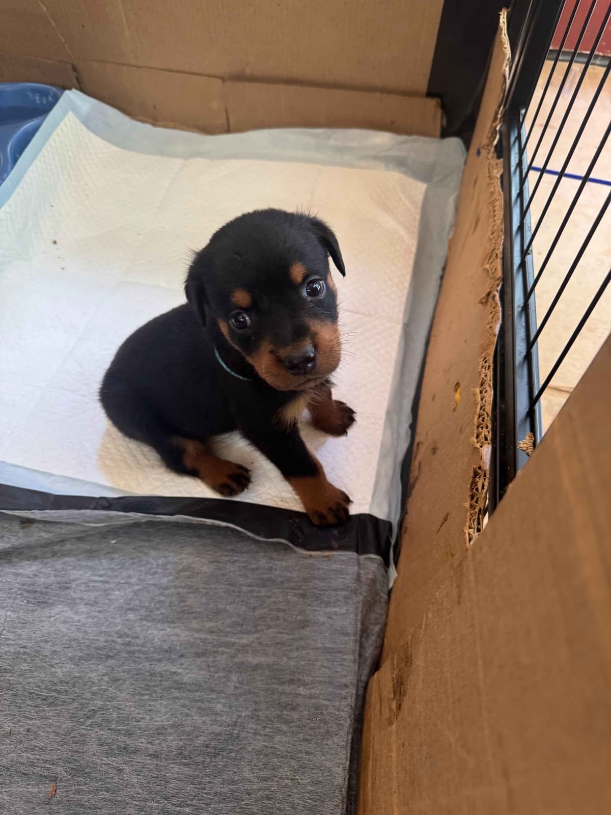 Rottweiler Puppies breeder image 16