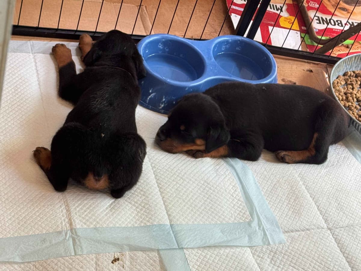 Rottweiler Puppies breeder image 17