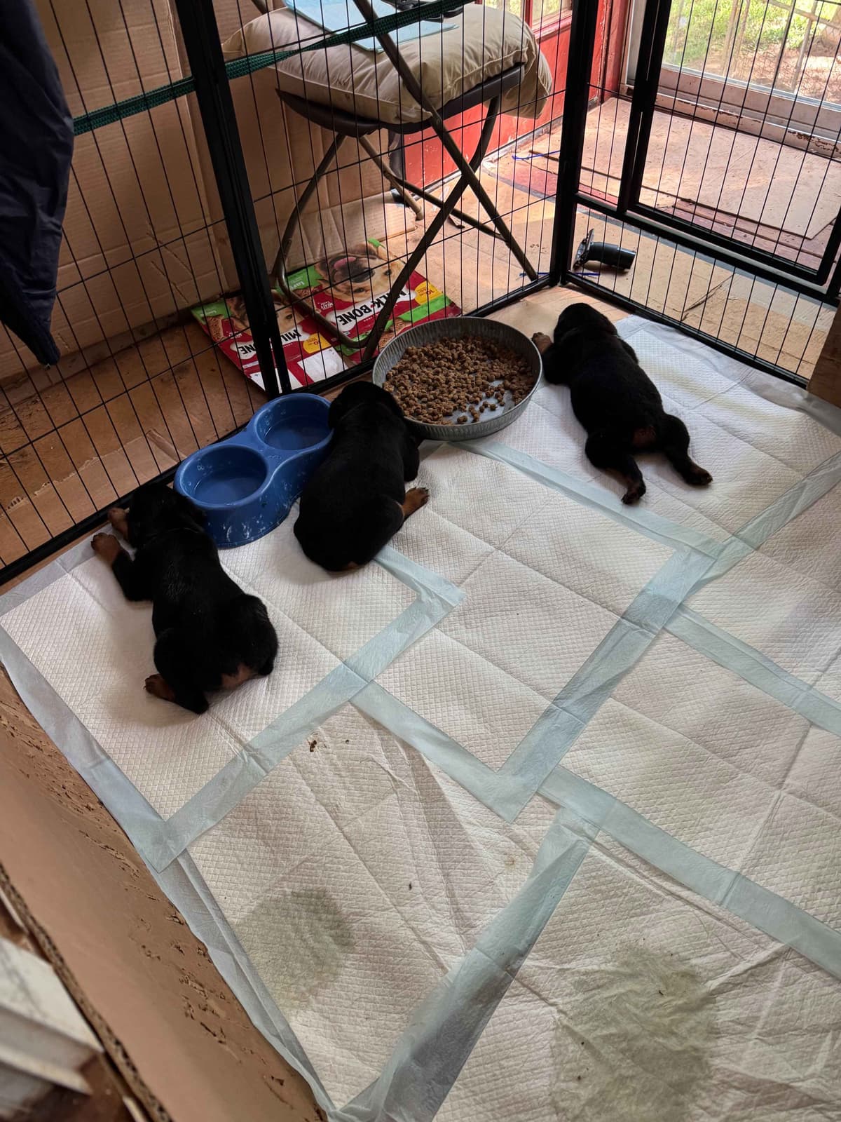 Rottweiler Puppies breeder image 18