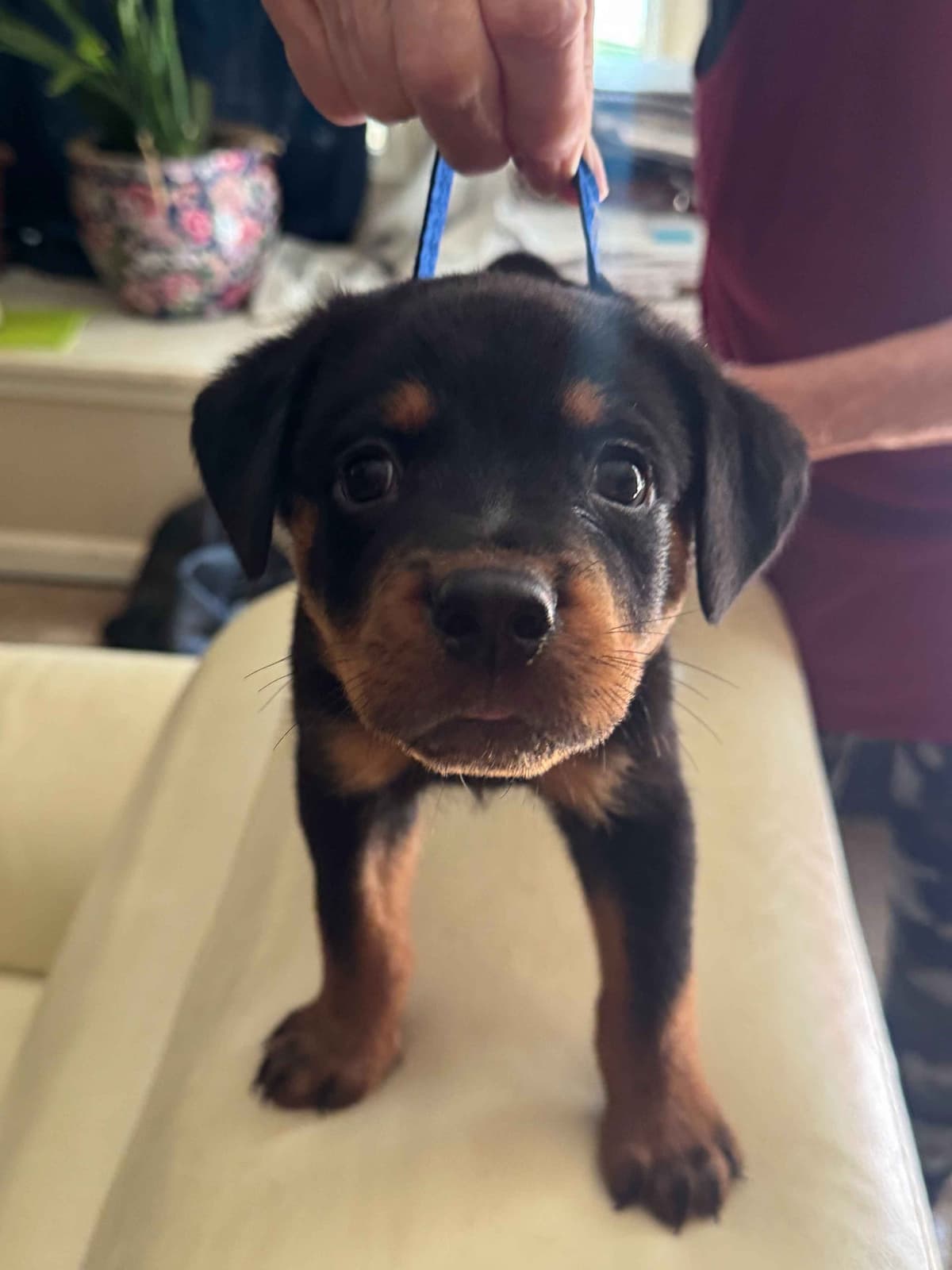 Rottweiler Puppies breeder image 19