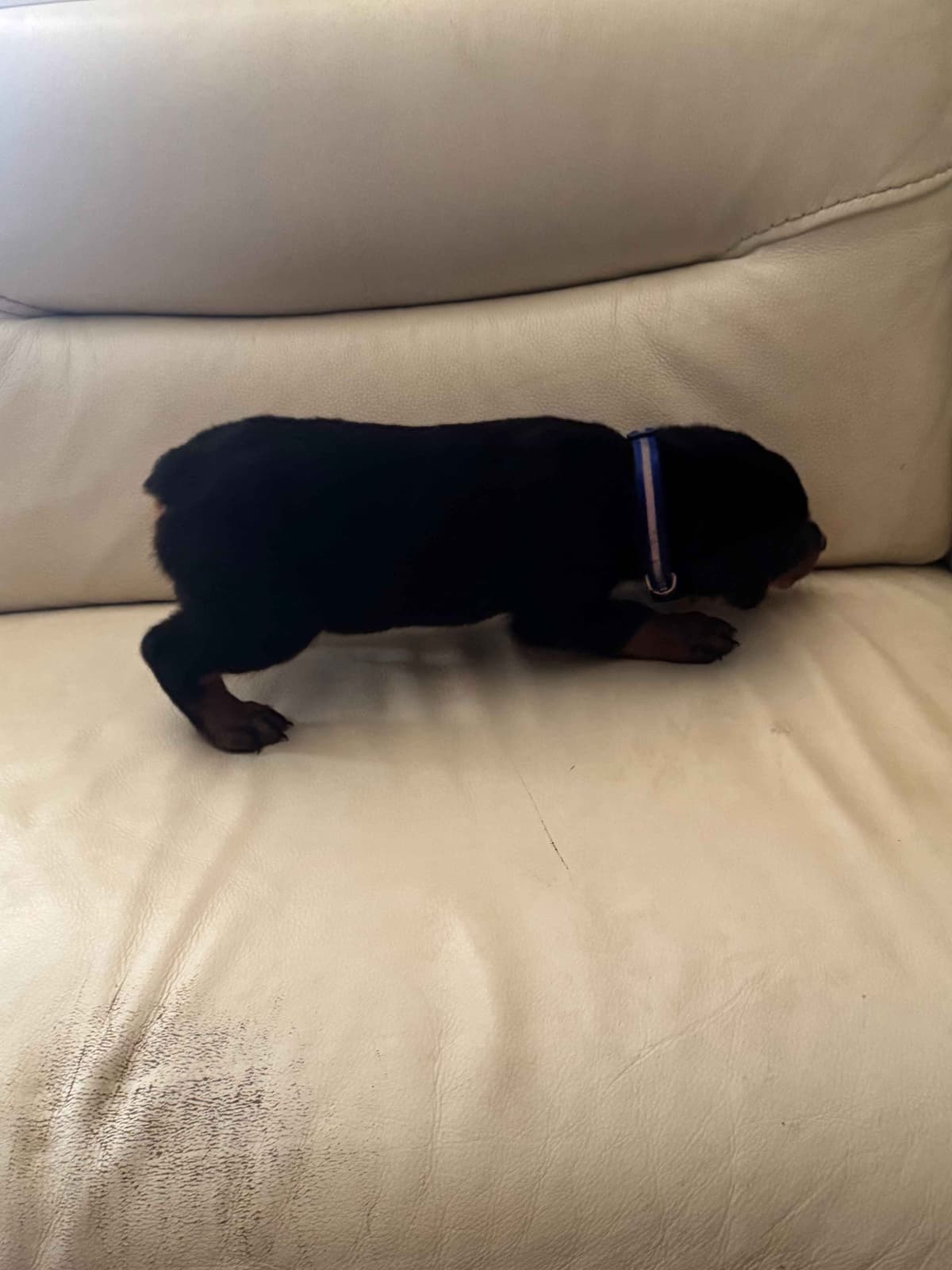 Rottweiler Puppies breeder image 20