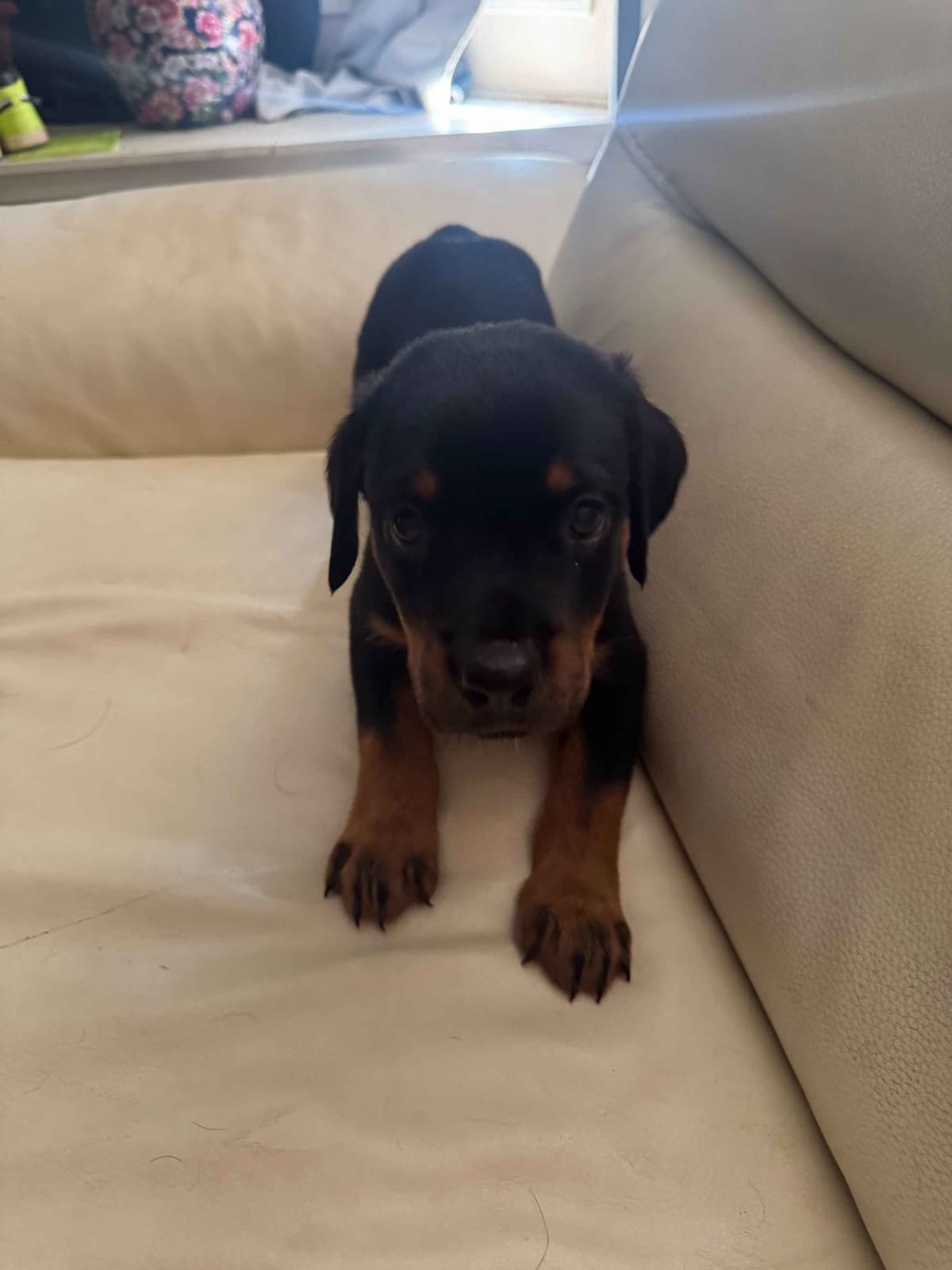 Rottweiler Puppies breeder image 21