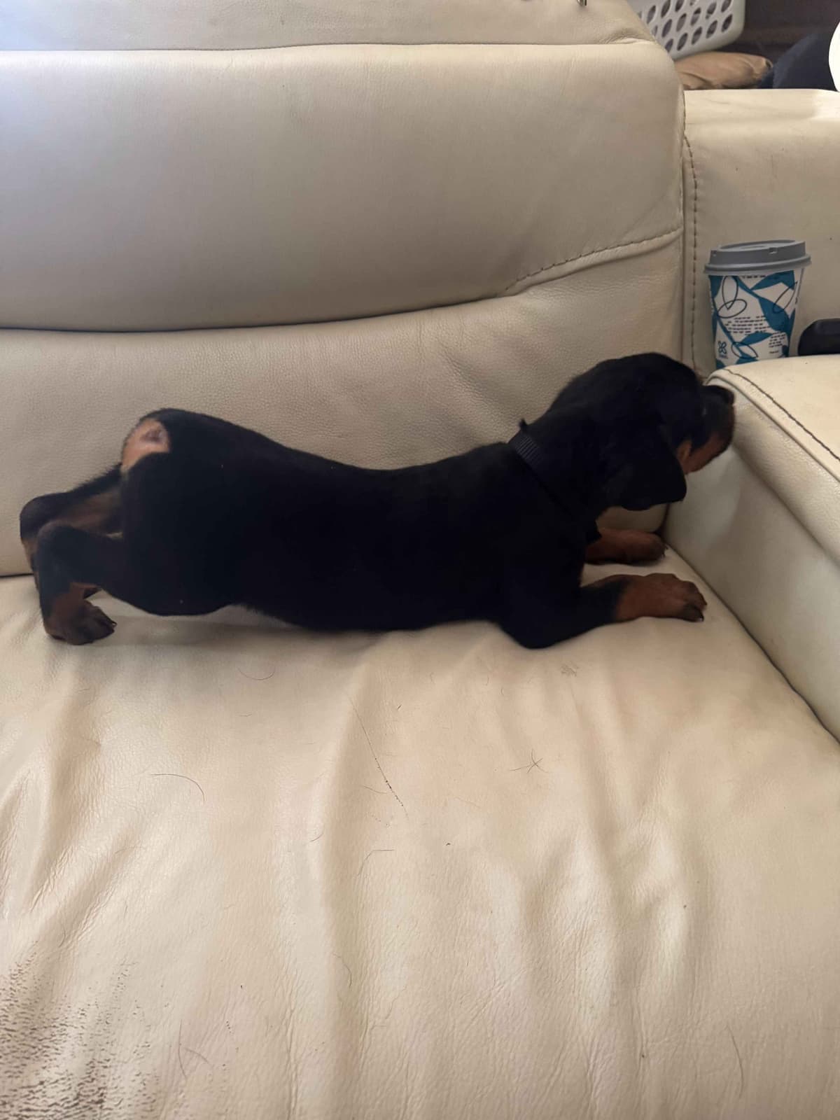 Rottweiler Puppies breeder image 22