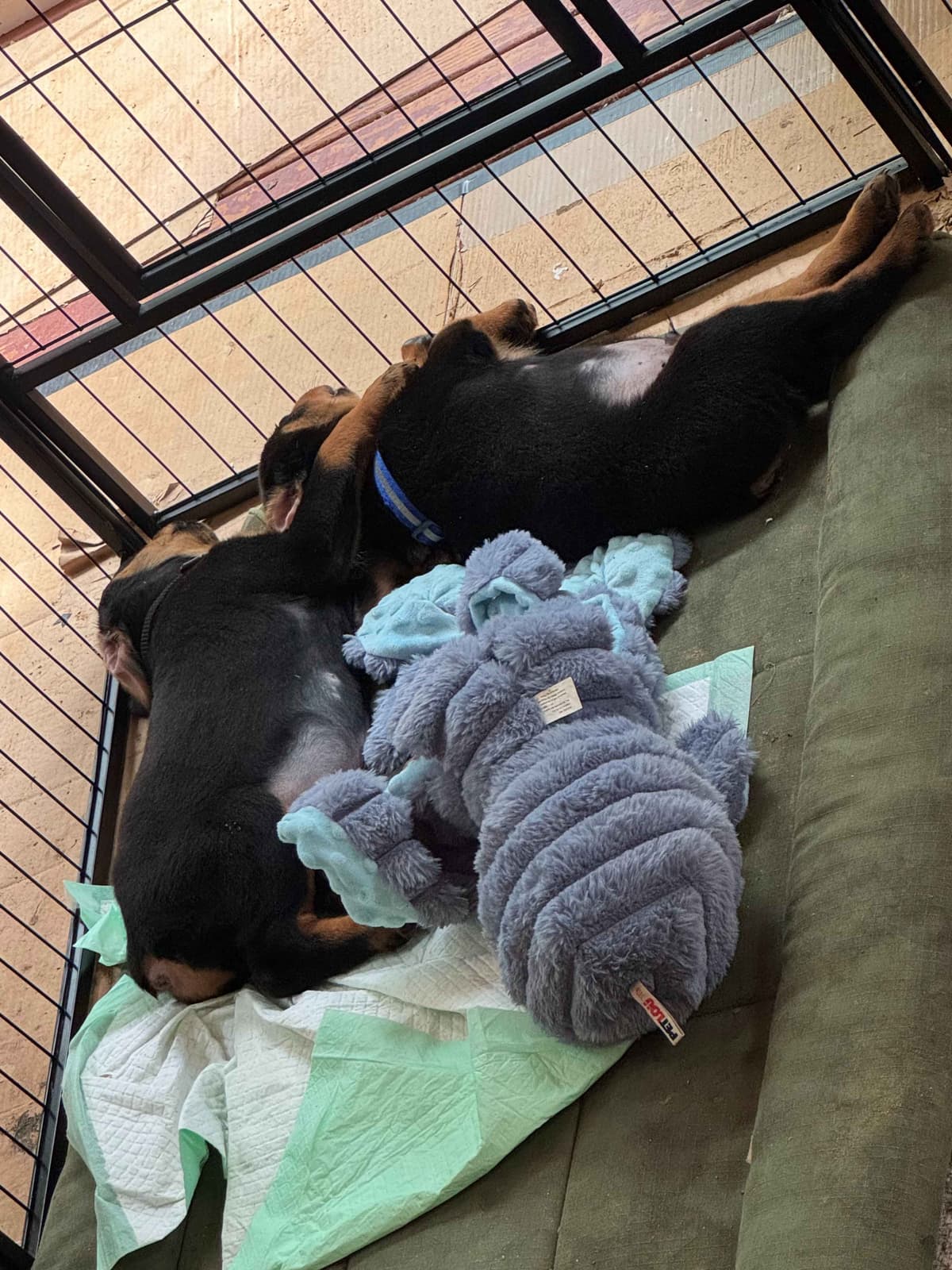 Rottweiler Puppies breeder image 23