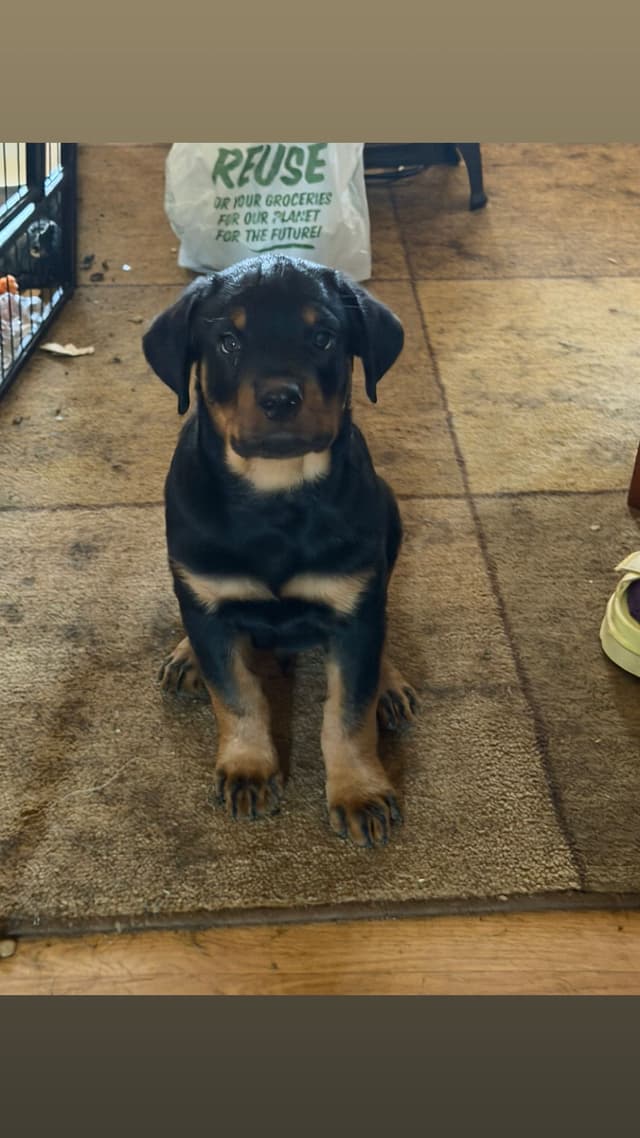 Rottweiler Puppies media 2