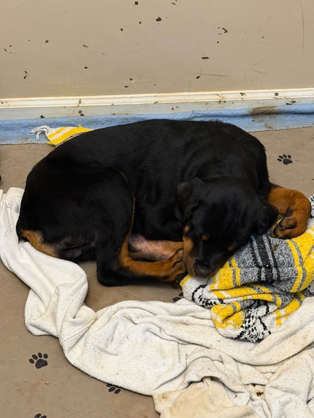 Rottweiler Puppies media 4