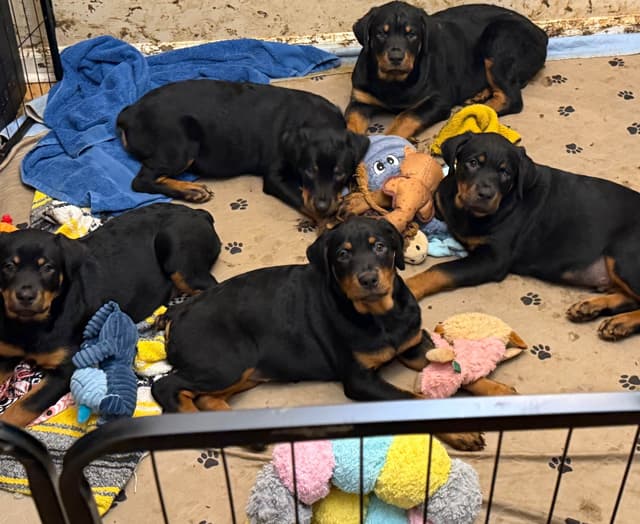 Rottweiler Puppies media 5