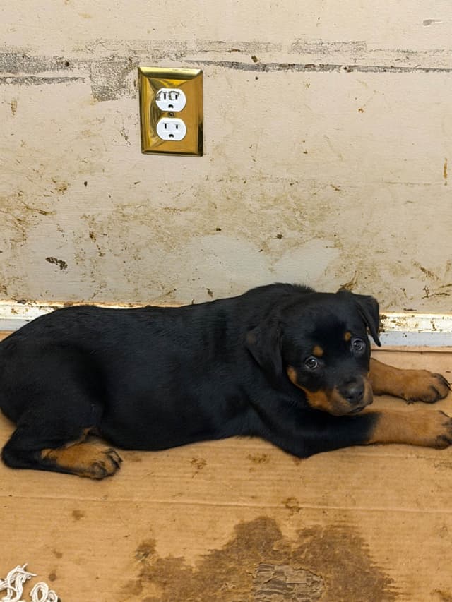 Rottweiler Puppies media 6