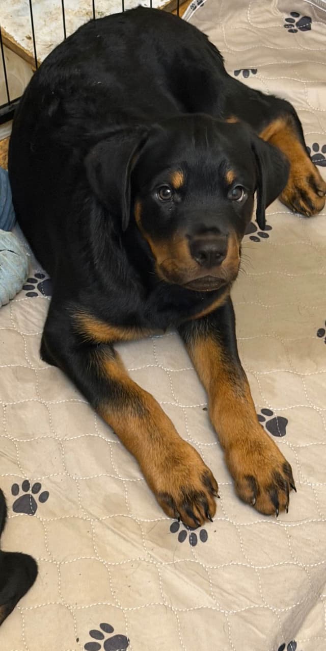 Rottweiler Puppies media 7