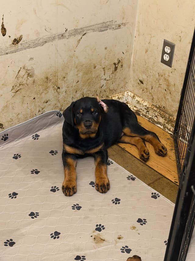 Rottweiler Puppies media 8