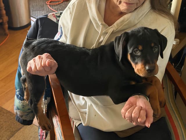 Rottweiler Puppies media 9