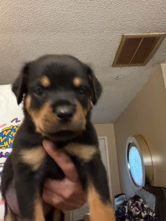 Rottweiler Puppies media 11