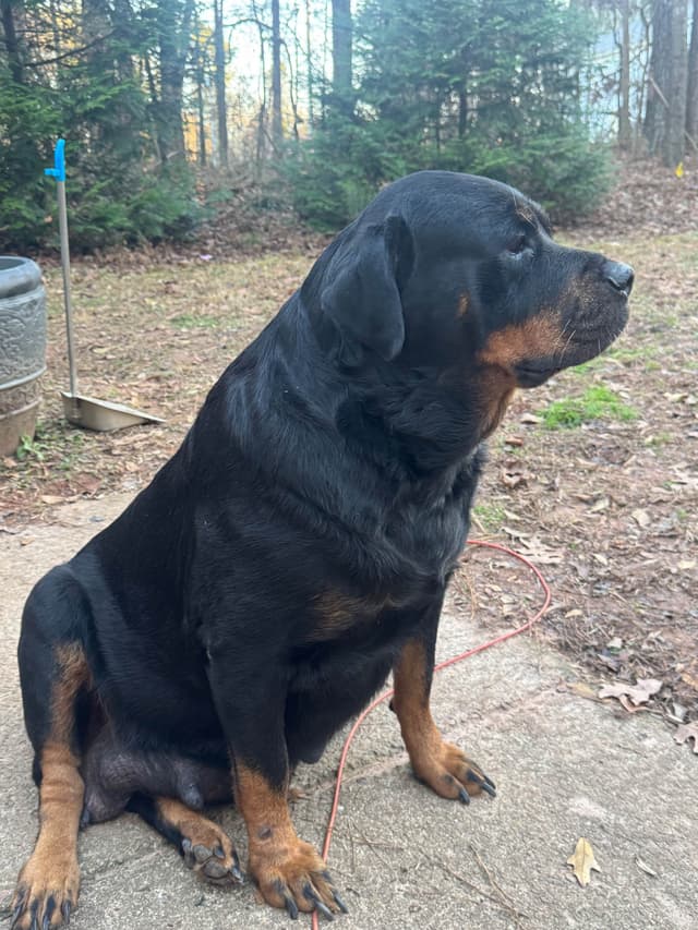 Rottweiler Puppies media 12