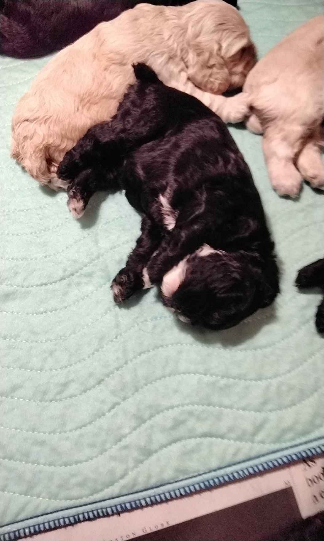 Cocker Spaniel breeder image 1