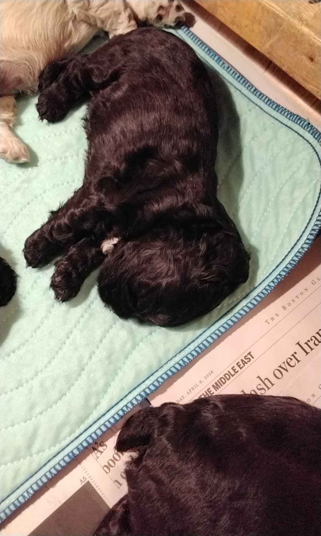 Cocker Spaniel breeder image 2