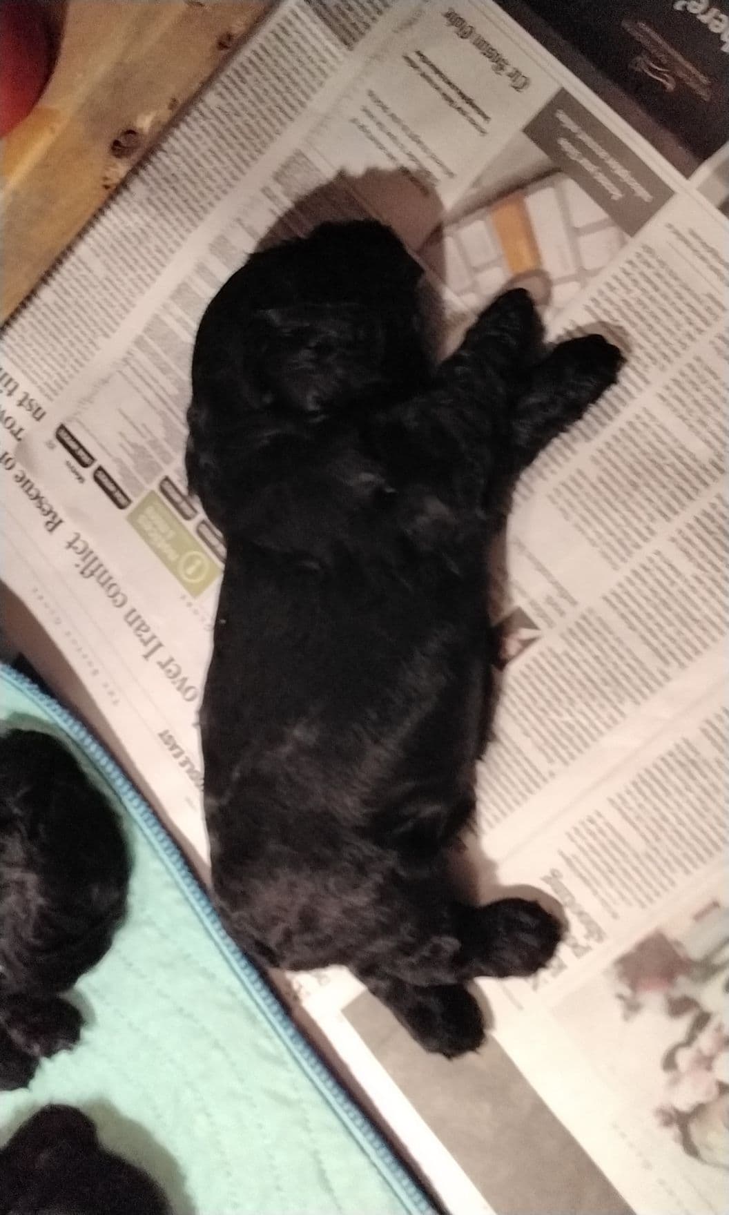 Cocker Spaniel breeder image 3