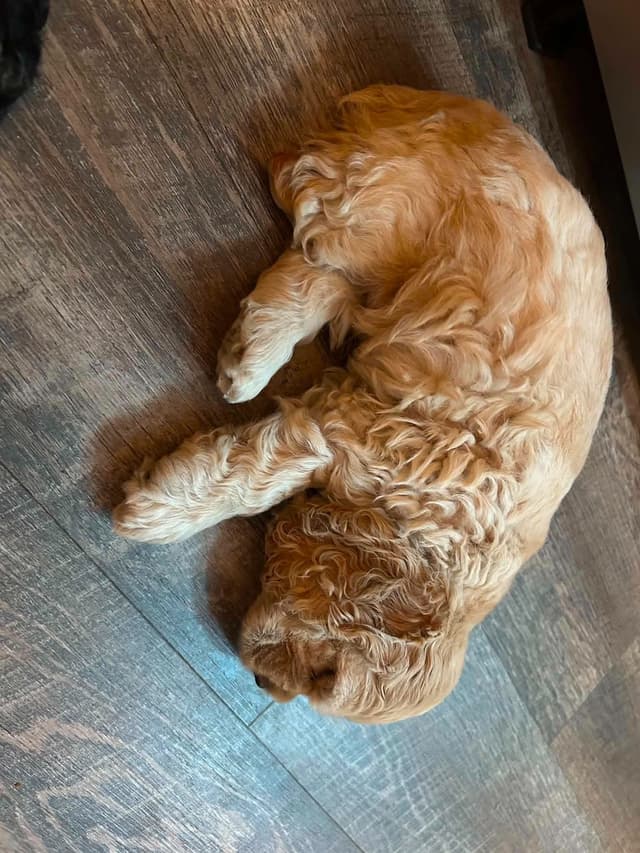 Cocker Spaniel media 3