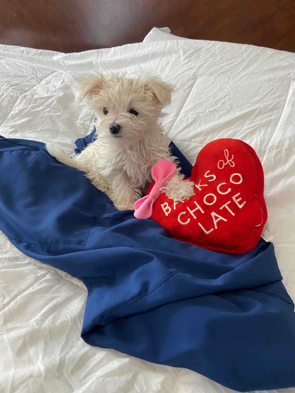 ***Puppies *** only 1 left ** breeder image 11