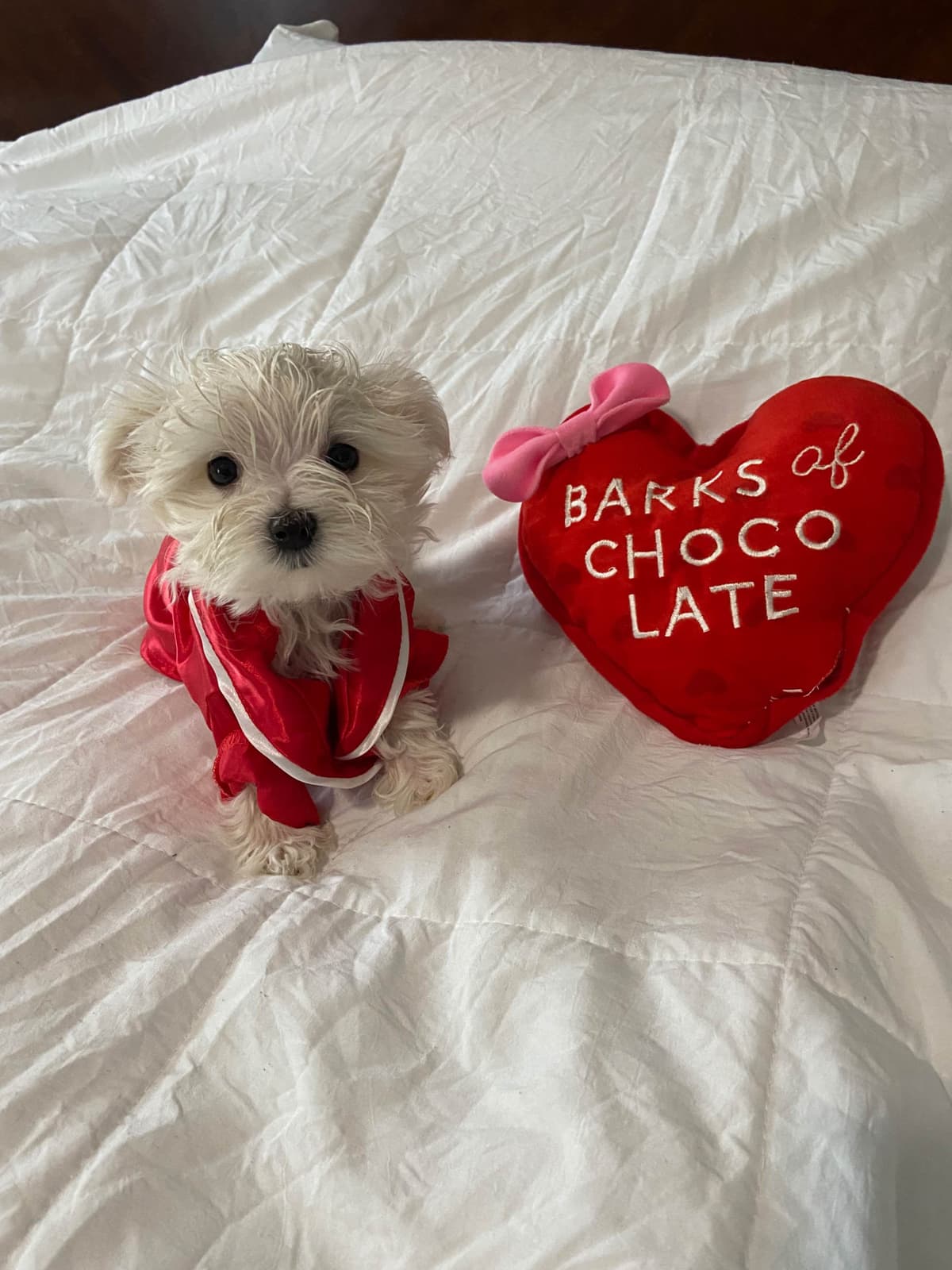 ***Puppies *** only 1 left ** breeder image 13