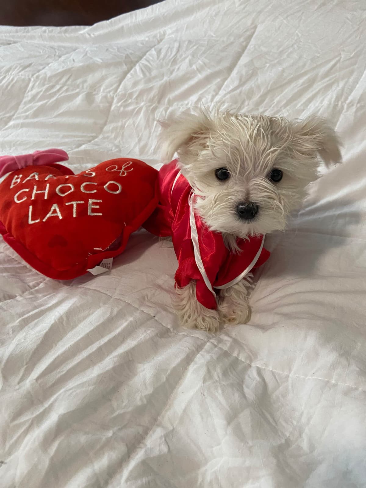 ***Puppies *** only 1 left ** breeder image 12