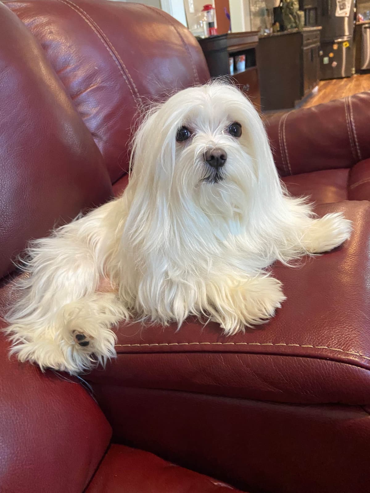 ***Puppies *** only 1 left ** breeder image 14