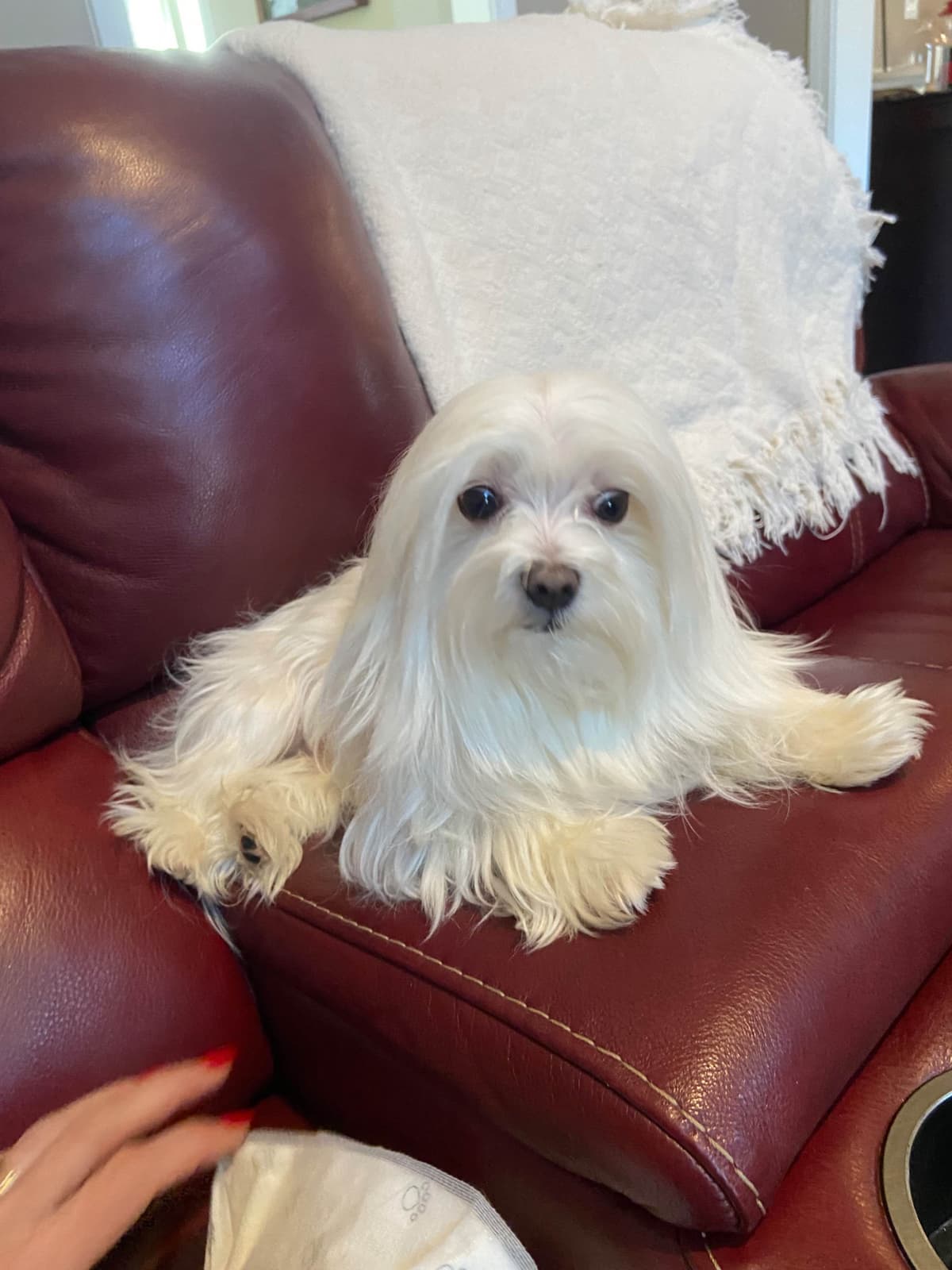 ***Puppies *** only 1 left ** breeder image 19