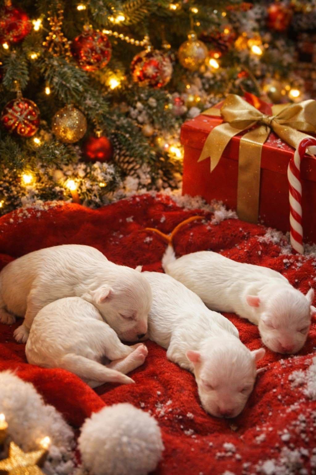 ***Puppies *** only 1 left ** breeder image 20