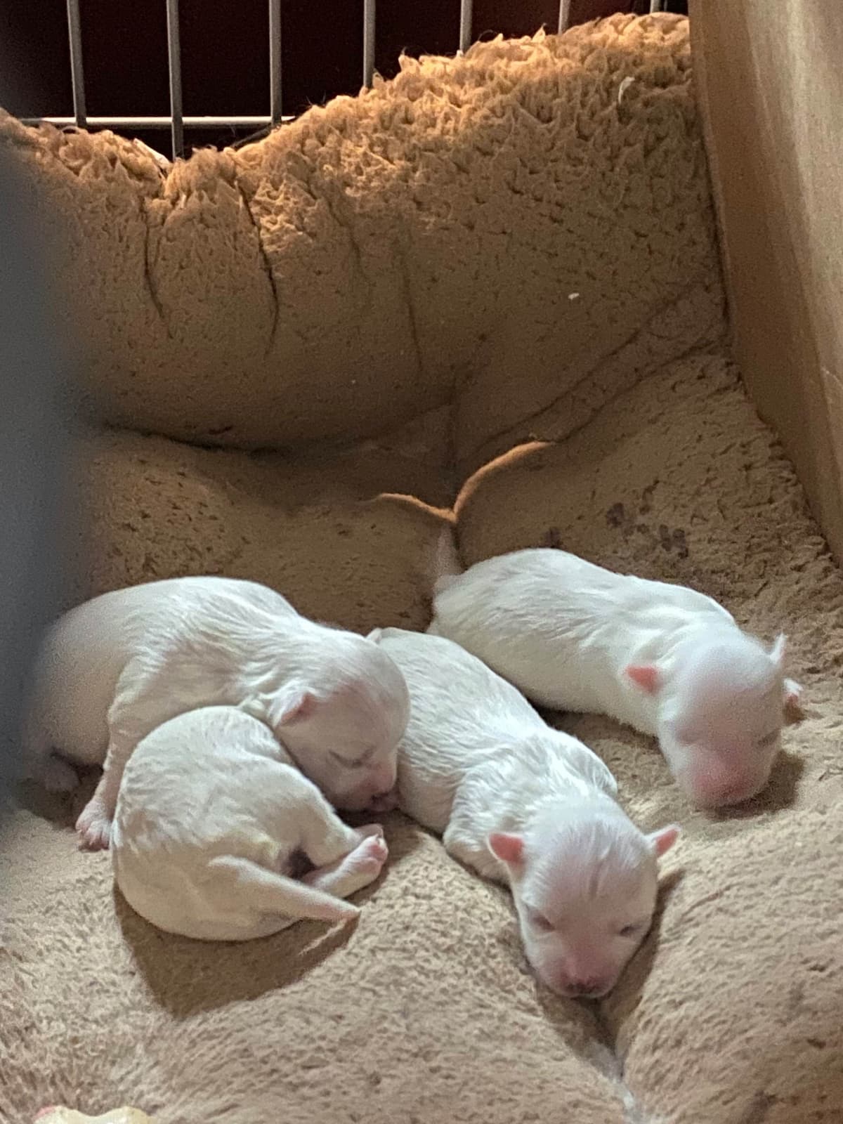***Puppies *** only 1 left ** breeder image 21