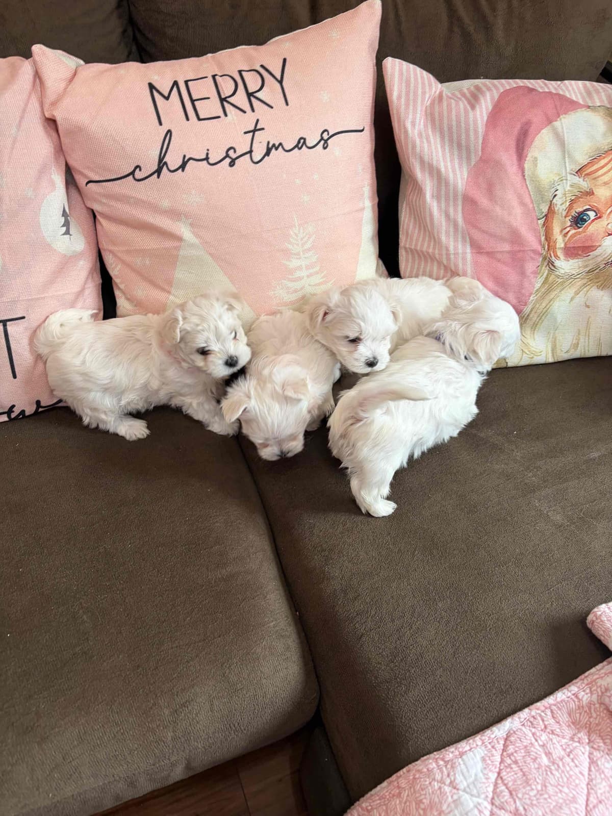 ***Puppies *** only 1 left ** breeder image 22
