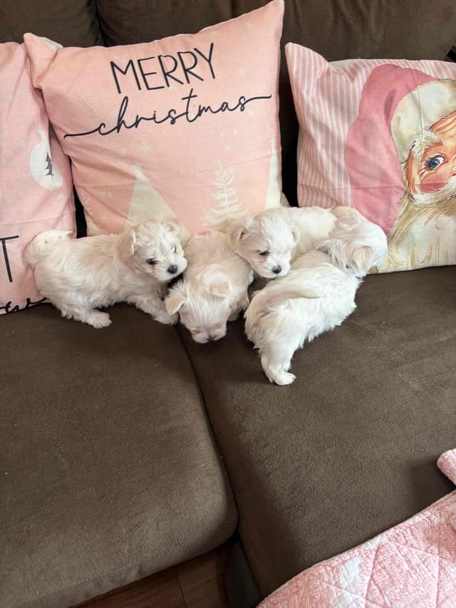 ***Puppies *** only 1 left ** media 2