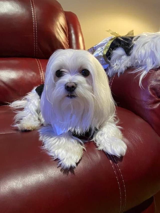 ***Puppies *** only 1 left ** media 3