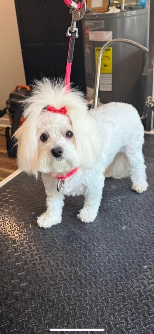 ***Puppies *** only 1 left ** media 5