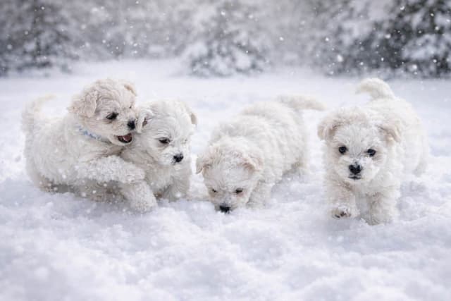 ***Puppies *** only 1 left ** media 6