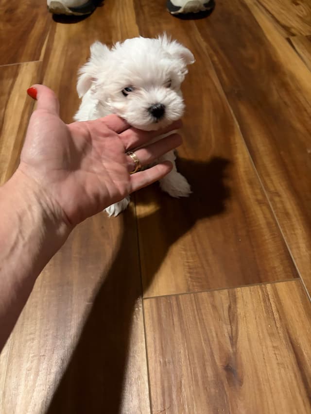 ***Puppies *** only 1 left ** media 7