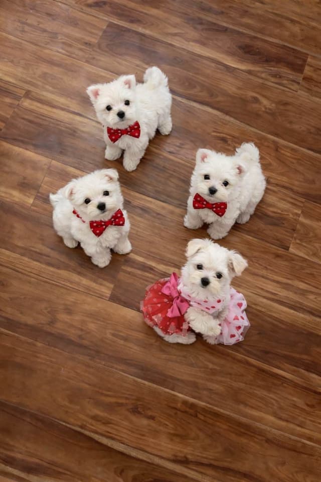 ***Puppies *** only 1 left ** media 9