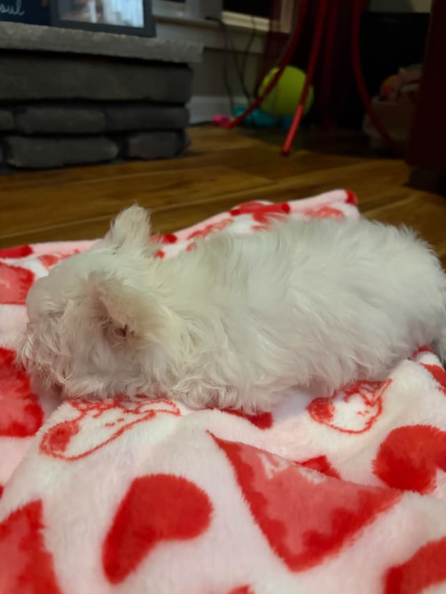 ***Puppies *** only 1 left ** media 11