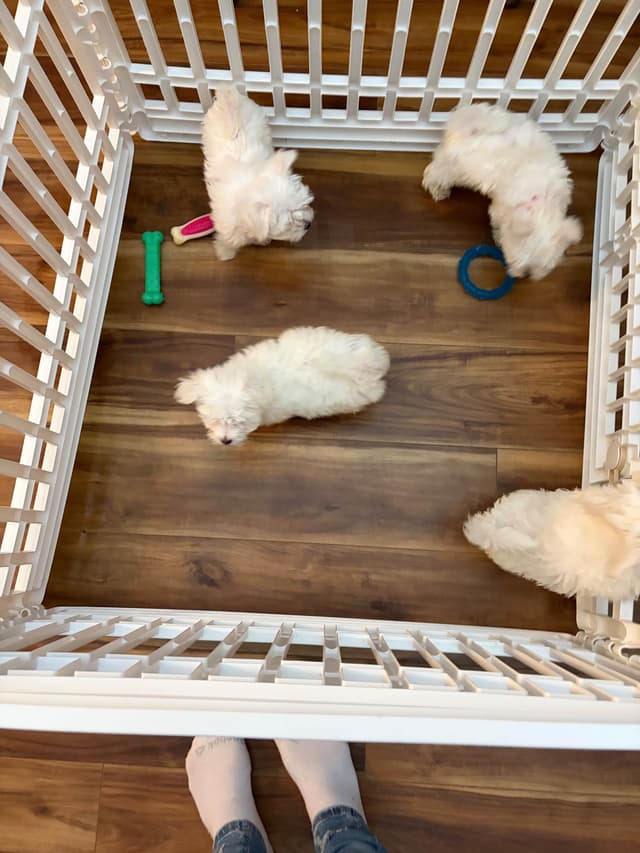 ***Puppies *** only 1 left ** media 12