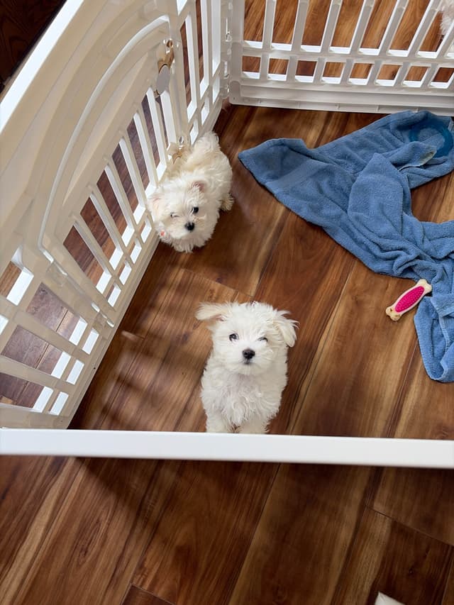 ***Puppies *** only 1 left ** media 13